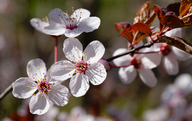 Baumblüte im Frühjahr