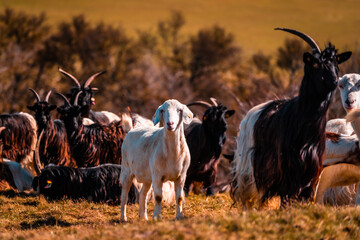 Ziegenherde in der Abendsonne