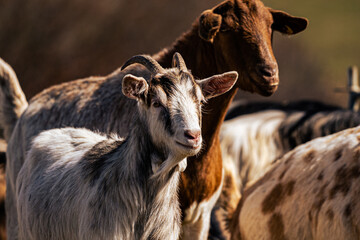Ziegenherde in der Abendsonne