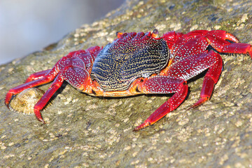 rote_Klippenkrabe