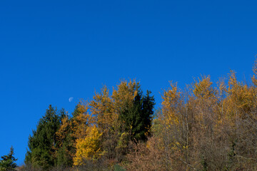Fototapeta na wymiar trees in autumn,nature, sky, landscape,outdoors, colorful, foliage, woods, color,yellow, season,natural