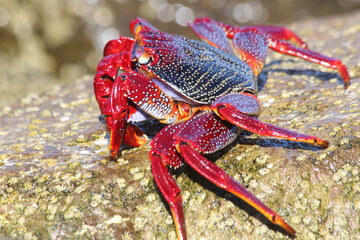 rote_Klippenkrabe © Stephan von Mikusch