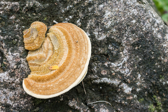 Fungus on the bark of a dead tree trunk. Pycnoporus sanguineus or Pau Ear.