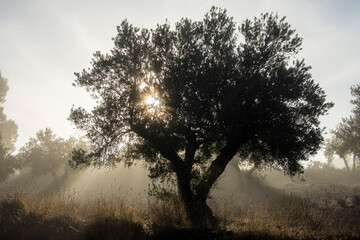 Amanecer en olivar mediterraneo con niebla otoñal
