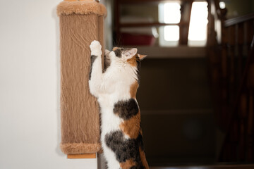 Cat sharpens its claws on scratching post