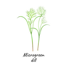 Young microgrin sprouts dill, growing microgrin dill, young green leaves, healthy lifestyle concept, vegan healthy food. Realistic hand-drawn illustration, isolated on a white background.