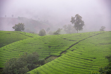 Fototapeta premium Sunrise in Tea hills in Long Coc highland, Phu Tho province in Vietnam