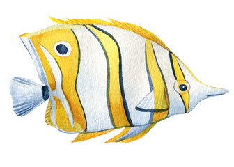 fish on an isolated white background, watercolor illustration