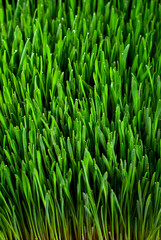 Fototapeta na wymiar Wheat microgreen on black background. Texture of green stems close up.