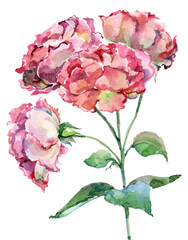 Garden flowers rose painted in watercolor. Floral illustration on white background.