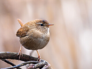 Eurasian wren - Troglodytes troglodytes