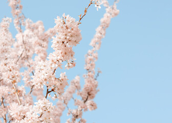 branch of white flowers blossom in the spring warm day  against blue sky 