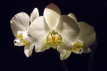 Fototapeta na wymiar white orchid on black background botanical gardens 