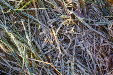Morning Frost on the Dry Grass