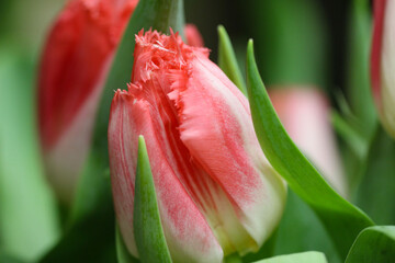 Macro photography petals of white and pink tulip petals (flower variety - Lingeri) on blurry green background, selective focus