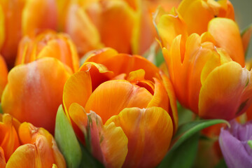 Macro photography of orange tulip petals (flower variety - Queensday) for background, selective focus
