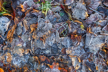 autumn leaves on the ground