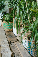 Film photography with noise: tropical greenhouse with monsters, cacti and aloe