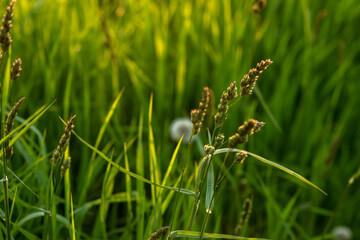 spring flowers and herbs in the sunlight selective focus