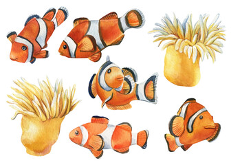 Fototapeta na wymiar Marine life. clown fish and sea anemones on an isolated white background, watercolor illustration