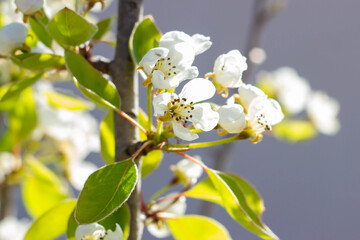 Branch with full blooming of pear flowers in Organic garden , Blossom Flowers in spring , pear tree flowering ,Gardening in European.