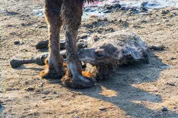Newbornd two-humped camel foal is laying on the ground