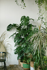  Film photograph with grain of monstera leaves shot close-up on a white background. Tropical plant in a pot. © Евгения Трастандецка