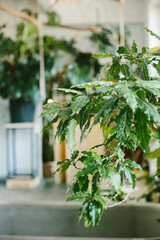 The room is lined with tropical plants, a veranda for growing plants