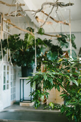 
Film photograph with grain of monstera leaves shot close-up on a white background. Tropical plant in a pot.