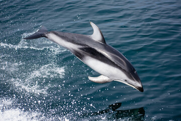 Pacific White-sided Dolphin leaping out of the ocean  © KE Magoon