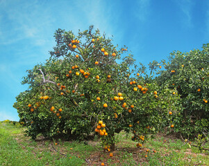 Orange tree with ripe fruit