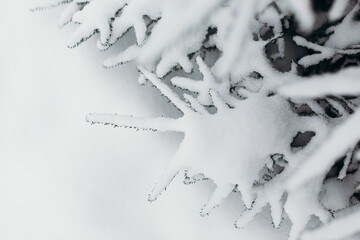 Young evergreen Christmas tree in the snow. Christmas tree. Winter screensaver