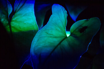 illuminated palm blue green in dark