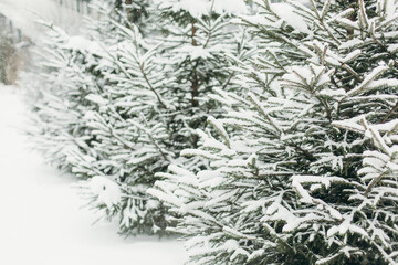 Young evergreen Christmas tree in the snow. Christmas tree. Winter screensaver