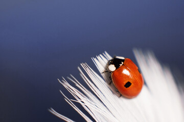 a ladybug on a white feather on a blue background. macrophotography of an insect. beautiful natural screensaver