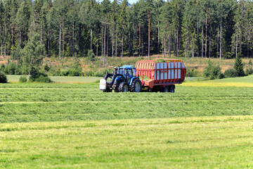 Collecting Hay for Silage With Forage Wagon