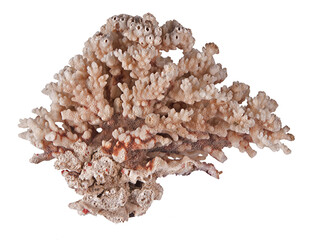 Coral isolated on white background © Dmitry