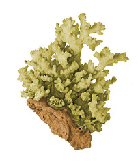 Coral isolated on white background © Dmitry