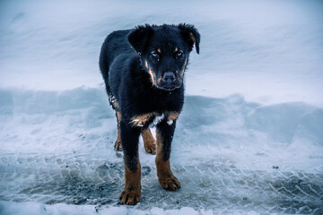 Naklejka premium Little black wanderer