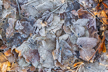 Frozen Colorful Dry Leaves Background