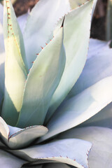 A blue-green agave leaves with thorns, Asparagaceae backgrounds and textures.