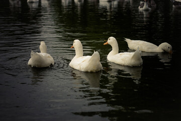 Ducks playing in the water in a nice day