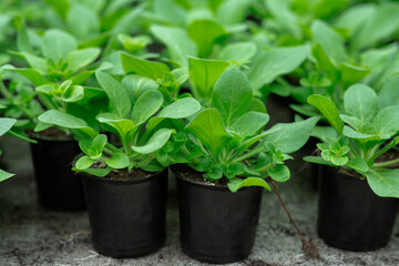 Planting season and sale of young plants in greenhouse in spring, flowers care and botanical