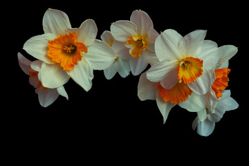 Fototapeta na wymiar Daffodil