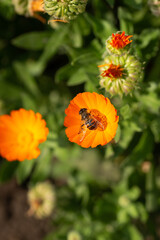 fly on orange flower
