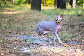 A beautiful gray Canadian Sphynx cat in the pine park in sunny day on a walk.
