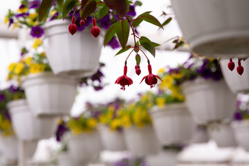Fototapeta na wymiar Flower farm in modern smart greenhouse in city, cultivation and care in garden