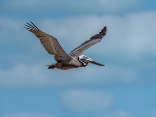 brown pelican flies over Holbox Island, Mexico