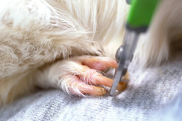 pruning claws of guinea pig at home. Step 3. Fixing one claw on front paw of the guinea pig during circumcision of claws.