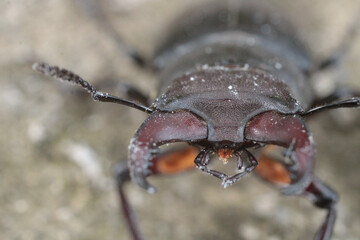 natural stag beetle insect macro photo